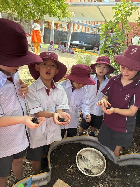 Sustainability & Gardening Club- Ms Belinda Banner Photo