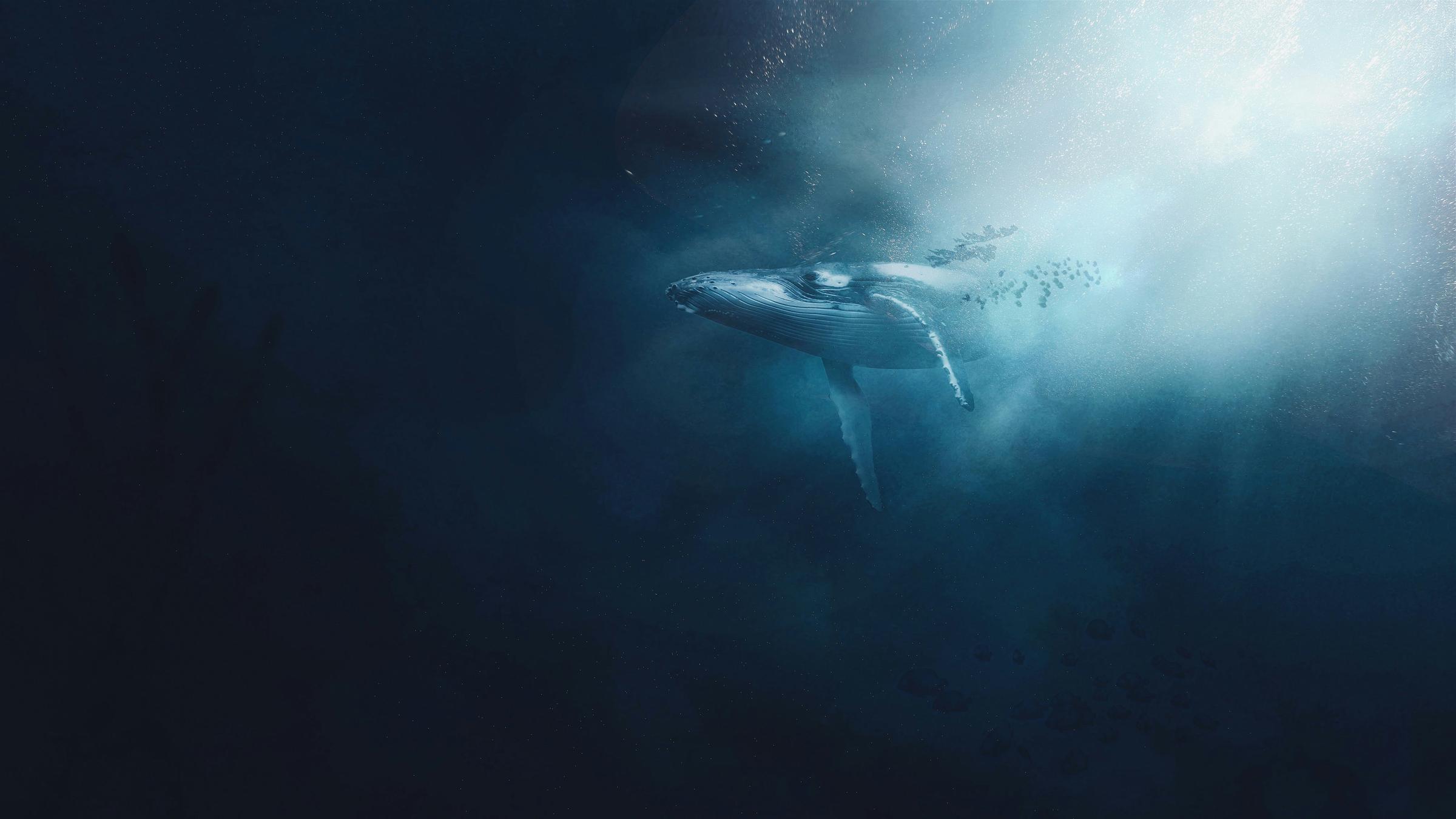 Banner Photo
