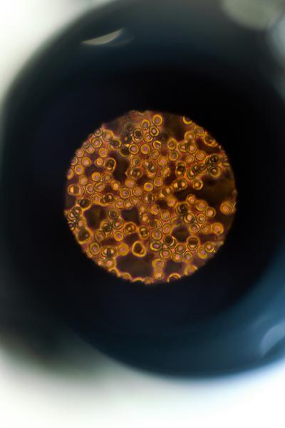 Under the Microscope Banner Photo