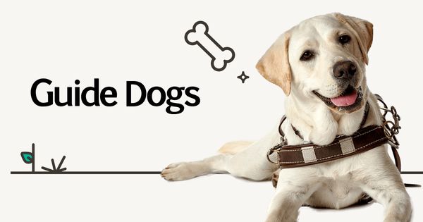 Guide Dogs Banner Photo