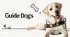 Guide Dogs Banner Photo