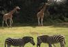 Werribee Zoo Excursion Banner Photo