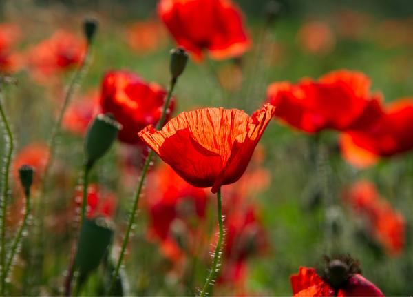 Remembrance Day Banner Photo
