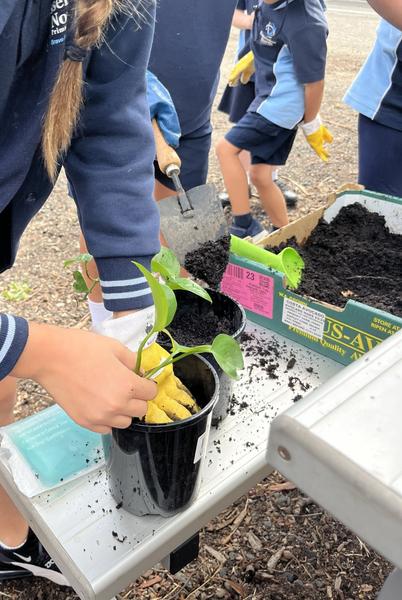 Green Team Banner Photo