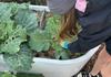 Kitchen Garden & Food Tech Banner Photo
