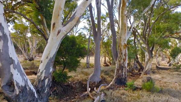Red Gum Festival Banner Photo