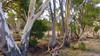 Red Gum Festival Banner Photo