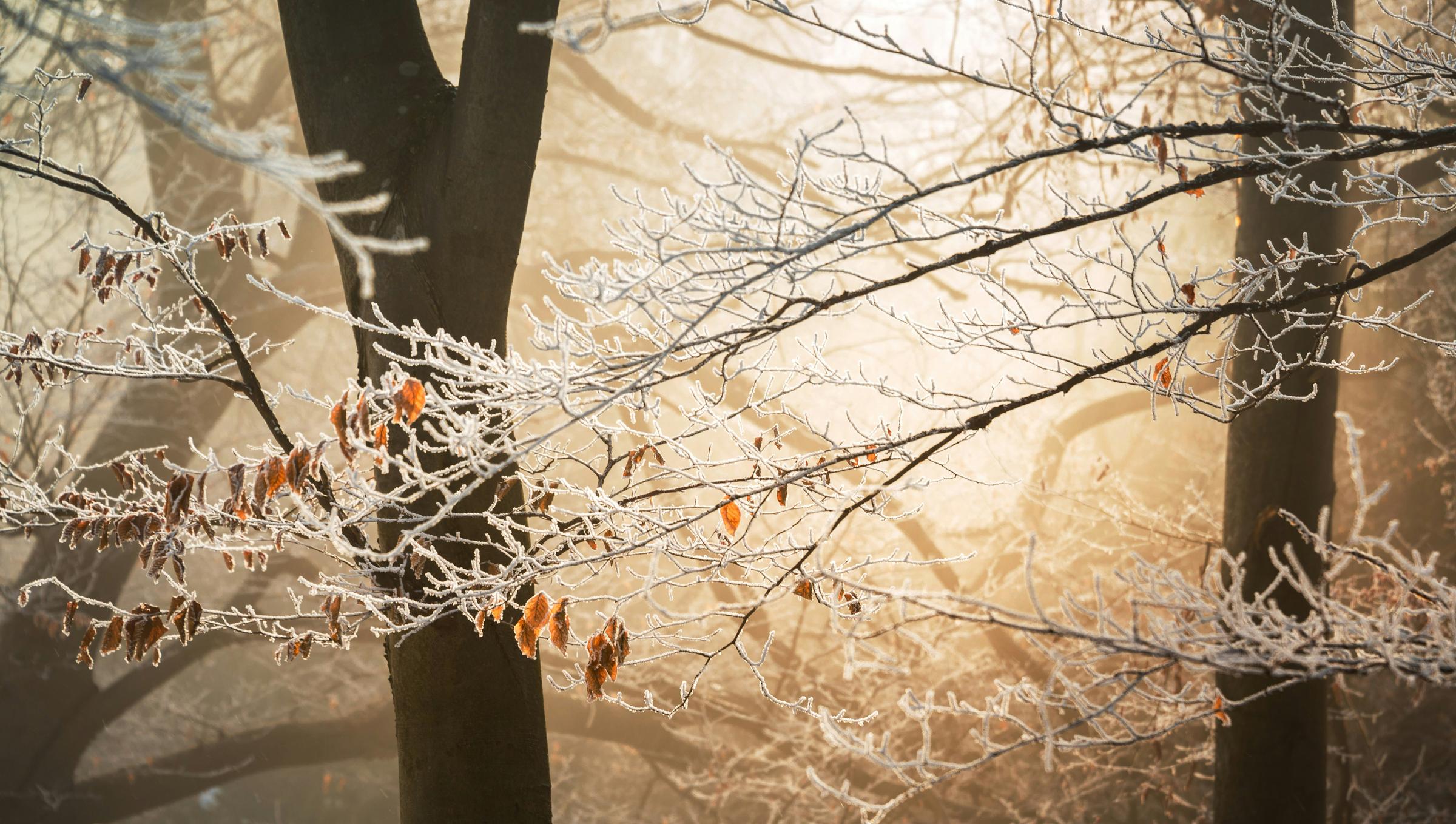 Banner Photo