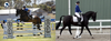 Pony Club Victoria State Showjumping & Dressage Championships Banner Photo