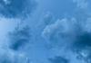 Koalas Banner Photo