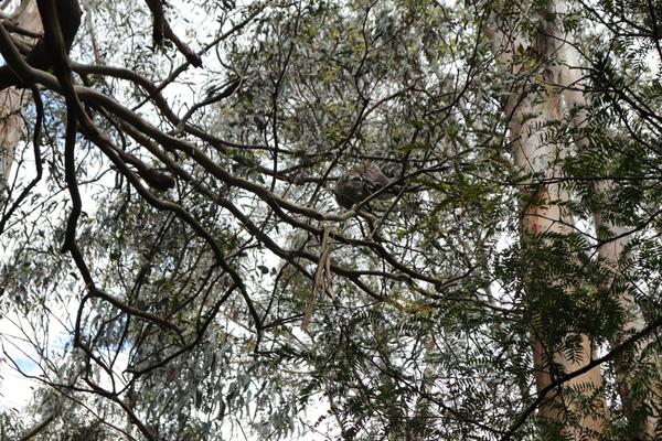 A CURIOUS VISITOR Banner Photo