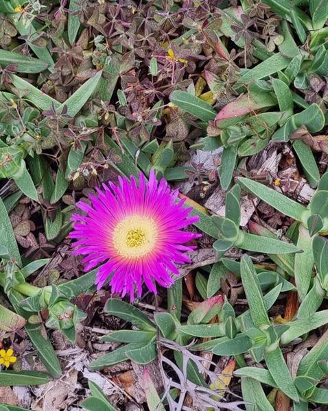 Year 7 - First Nations Incursion  Banner Photo