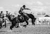 Rodeo Round-Up Banner Photo