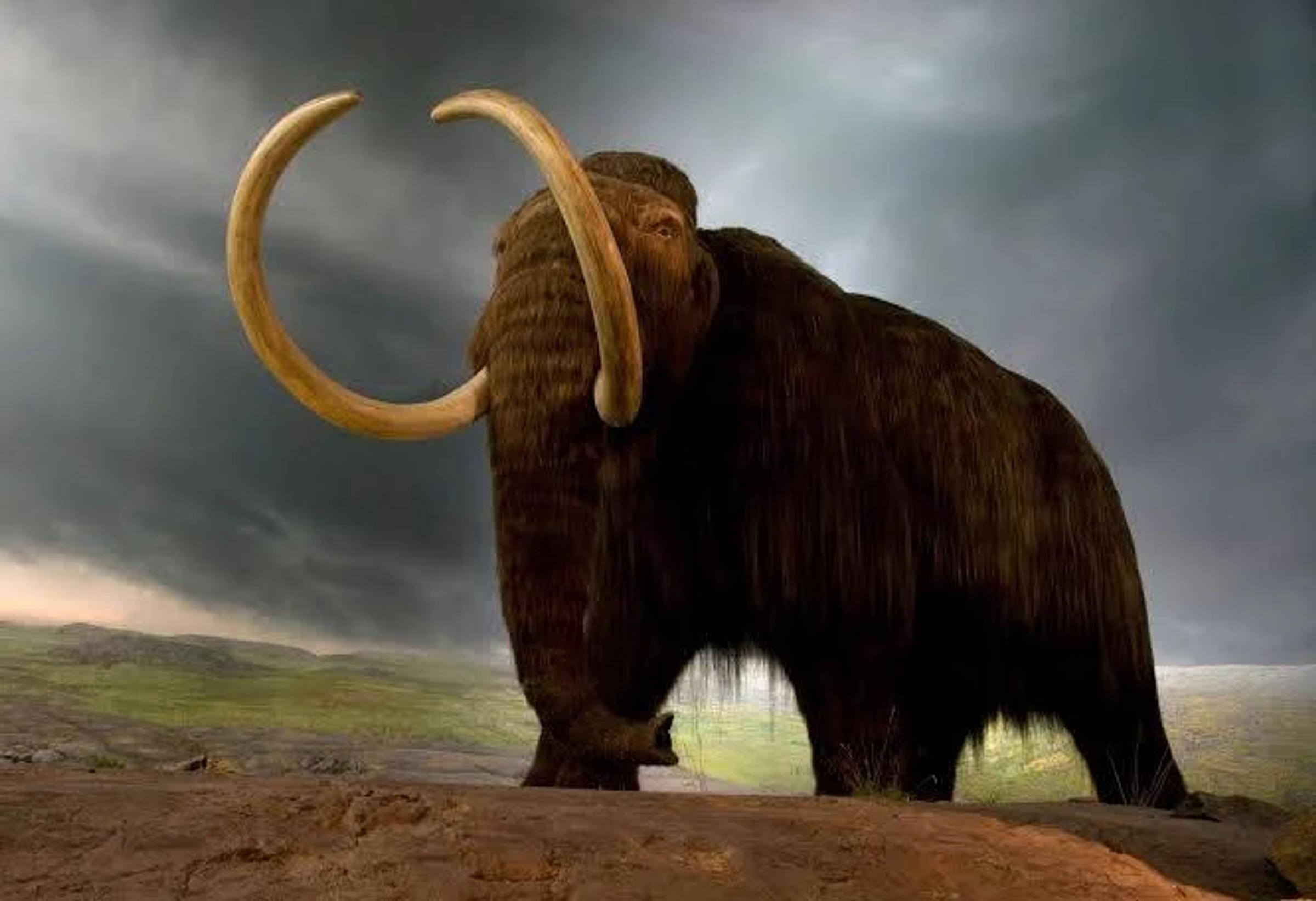 The Woolly Mammoth Banner Photo