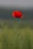 Remembrance Day Banner Photo