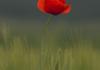 Remembrance Day Banner Photo