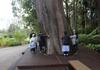 Botanical Gardens ExcursionVPC Banner Photo