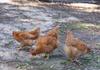 Are you Interested in Looking after the Chickens over the Holidays? Banner Photo
