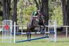 Ranvet's Vipa Giveaway For Australian Pony Clubs Banner Photo