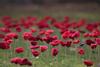 ANZAC Day Assembly Banner Photo