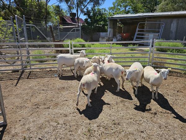 AGRICULTURAL NEWS: Banner Photo