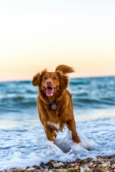 Responsible Pet Ownership Program Banner Photo