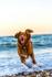 Responsible Pet Ownership Program Banner Photo