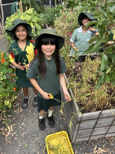 Kitchen Garden Banner Photo