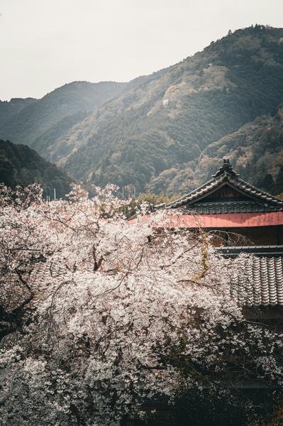 LOTE: Japanese Banner Photo