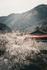 LOTE: Japanese Banner Photo