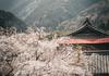 LOTE: Japanese Banner Photo