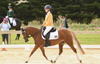 Last Chance to Get Qualified for the PCV State Horse Trials! Banner Photo