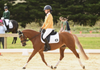 Last Chance to Get Qualified for the PCV State Horse Trials! Banner Photo