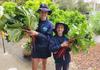 Kitchen Garden Banner Photo