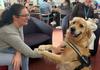 Wellbeing Dog Banner Photo