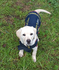 Meet Yuma. Banner Photo