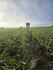 Farm  Banner Photo