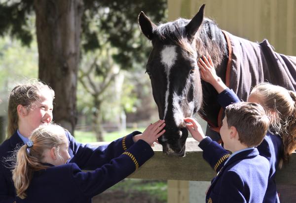 Equestrian Banner Photo