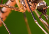 Staying safe from mosquitoes Banner Photo