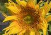 Kitchen Garden Banner Photo