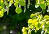 Thunderstorm Asthma Banner Photo