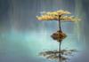 Reflection Banner Photo