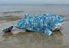 Sustainability and Gardening Club Banner Photo