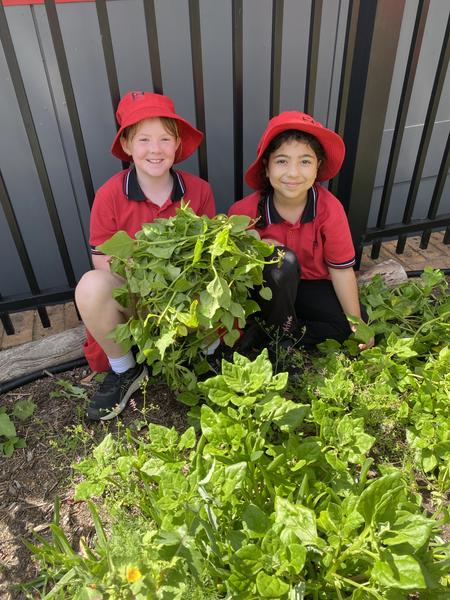 Kitchen Garden Banner Photo