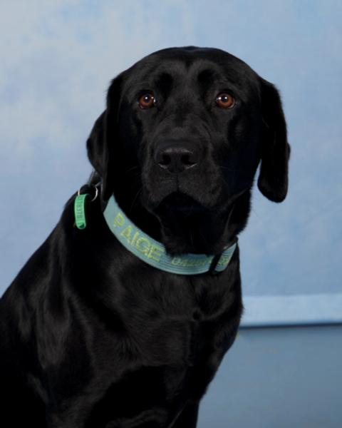 PAIGE'S PAGE Banner Photo