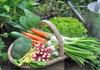Garden News Banner Photo