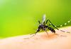 Protecting against mosquito-borne diseases Banner Photo