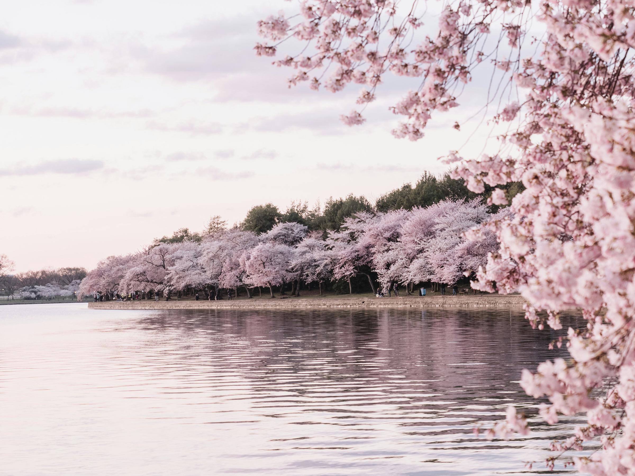 Banner Photo