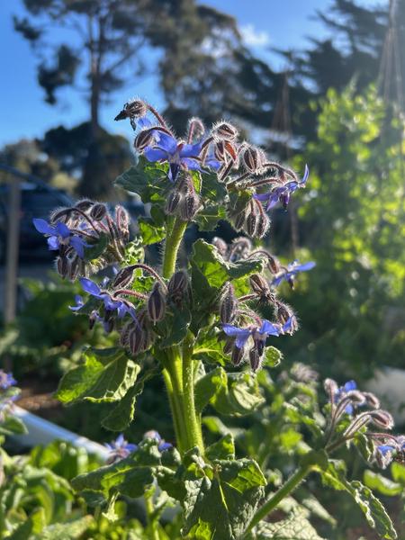 Kitchen Garden  Banner Photo