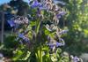 Kitchen Garden Banner Photo